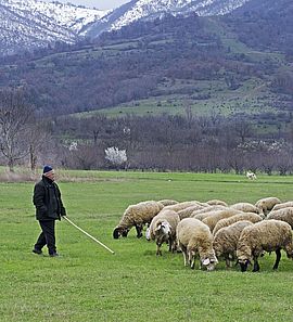 Berger et ses moutons à la montagne - Agrandir l'image (fenêtre modale)